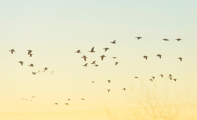 Geese flying in a sunny sky in sunlight at sunrise in winter