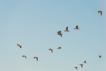 Geese flying in a sunny sky in sunlight at sunrise in winter