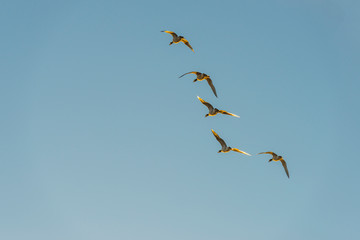 Geese flying in a sunny sky in sunlight at sunrise in winter