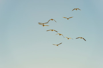 Geese flying in a sunny sky in sunlight at sunrise in winter