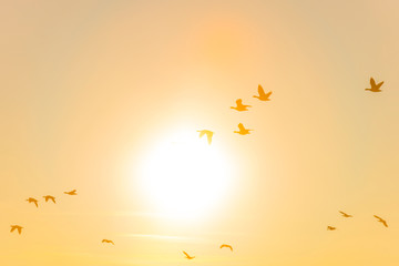 Geese flying in a sunny sky in sunlight at sunrise in winter