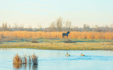 Horse in a field along a pond in a natural park at sunrise in winter © Naj