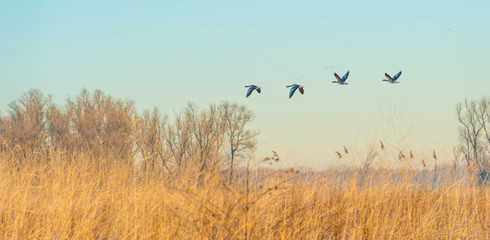 Geese flying over nature in sunlight at sunrise in winter