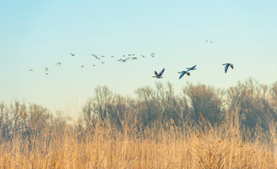 Geese flying over nature in sunlight at sunrise in winter