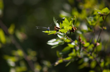 Swamp Darner Dragonfly