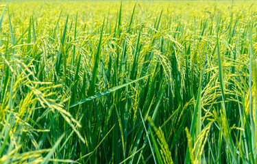 green rice field in nature.