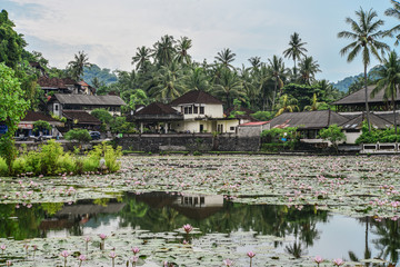 Fototapeta na wymiar Beautiful Lotus Lagoon pond