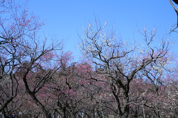 梅