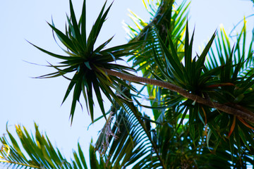 Fototapeta premium plant