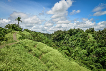 Fototapeta na wymiar Campuhan Ridge Walk, Ubud, Bali, Indonesia.