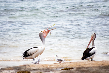 Pelican eating fish