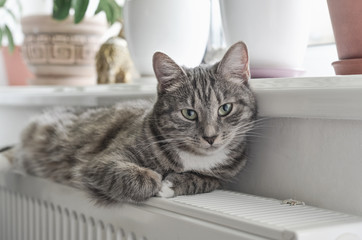 Fototapeta premium Cat relaxing on the warm radiator