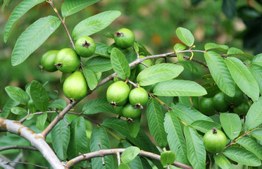 Green Guava on Tree