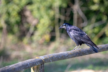 Corvid on Fence
