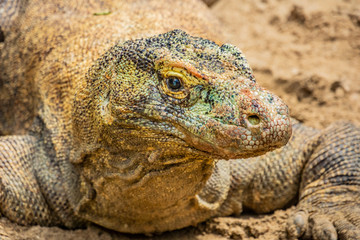 Obraz premium The Komodo dragon. found in the Indonesian islands of Komodo, Rinca, Flores, Gili Motang, and Padar