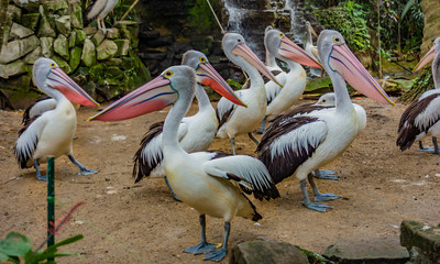 Australian Pelican’s large throat pouch changes colour during the breeding season.