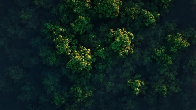 4K HD Aerial view camera moves rising up from green forest of dense mixed tree tops of pine trees and birches