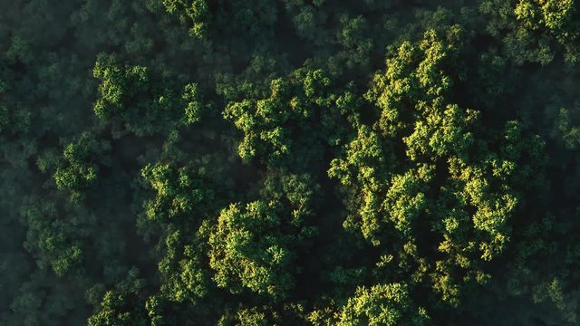 Stunning realistic 3D animation of a sunset over a thick green forest in fog on a sunny day. Aerial view