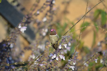hummingbird with bright pink on head