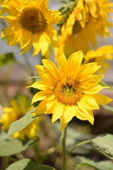 Fototapeta premium yellow flowers in the garden