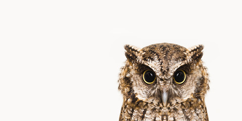 The most common owl species in the world. High resolution photo of an owl.