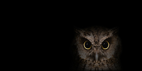 The most common owl species in the world. High resolution photo of an owl.
