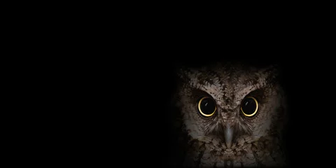 Fototapeten The most common owl species in the world. High resolution photo of an owl. © RHJ
