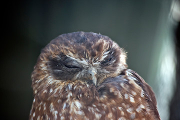 boobook owl close up