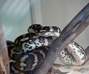 a boa constrictor resting