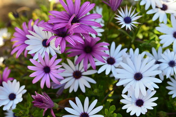 Flores Chilenas