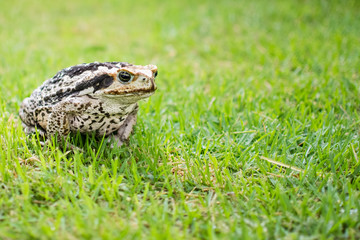 Sapo na grama buscando insetos de dia