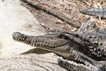Fresh water crocodile close up