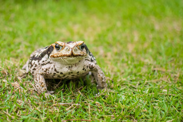 Sapo de pele áspera na grama procurando insetos