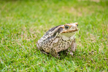 Sapo na grama buscando insetos de dia
