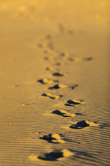 Footprints over the sand dunes with the sand folds of Puertecillo Beach. Step by step imprinting in the sand the footmark contrasted with the sunset shadows just an amazing textured pattern, Chile