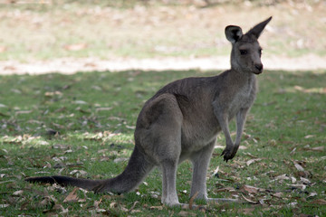 Naklejka na ściany i meble a young kangaroo island kangaroo