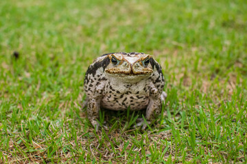 Sapo na grama buscando insetos de dia