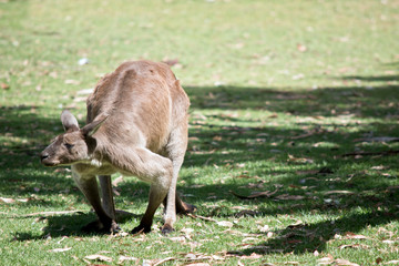 Naklejka na ściany i meble a kangaroo-island kangaroo looking for food