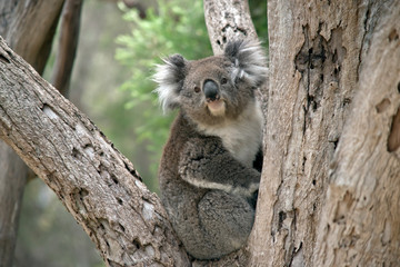 an Australian koala in the fork of a tree