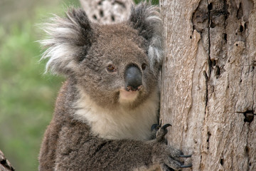 this is a close up of an Australian koala