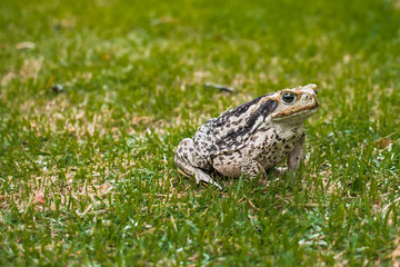 Sapo na grama buscando insetos de dia
