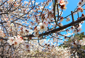 Early spring when plum blooms, Suyeong Historic Park, Busan, South Korea, Asia
