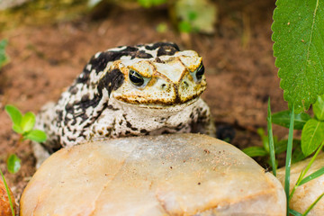 Sapo na grama buscando insetos de dia