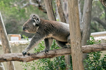 an Australian koala walking on a tree branch