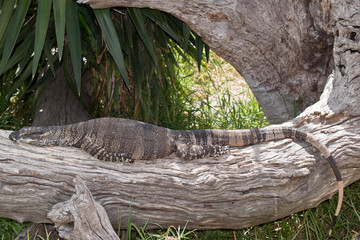 lace monitor lizard resting