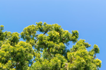 tree and blue sky with room for copy text