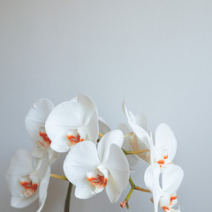 white orchids isolated on white background