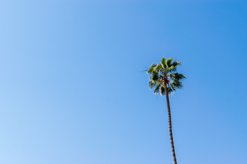 isolated palm tree against blue sky