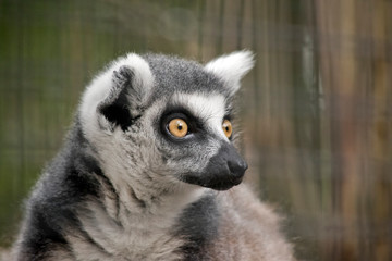 this is a close up of a ring-tail lemur