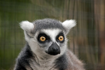 this is a close up of a ring-tail lemur